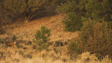 a herd of deer walk through a meadow