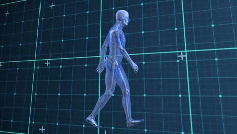 animation of walking human model over checked dark blue space