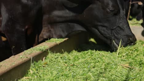 black dairy cows feed from a large trough on a farm in rural brazil