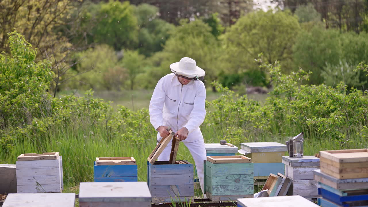 Beekeeper in white outfit works at his apiary near the forest. Smiling man puts the frames into the hives.