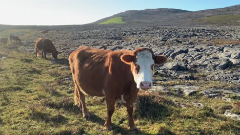 mullaghmore mountain and rugged rocky landscape of the burren with cow herd