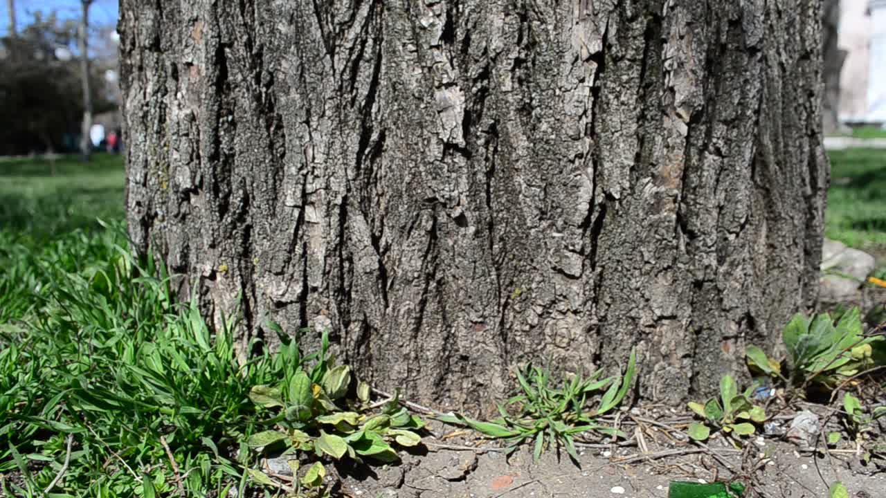 Grass and tree trunk. Shooting in park