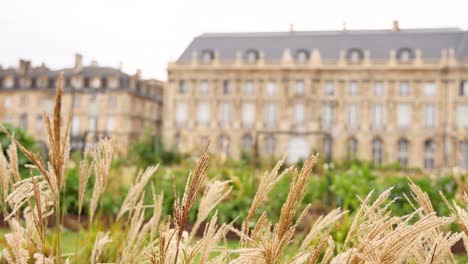 pampas grass swaying before historic bordeaux building