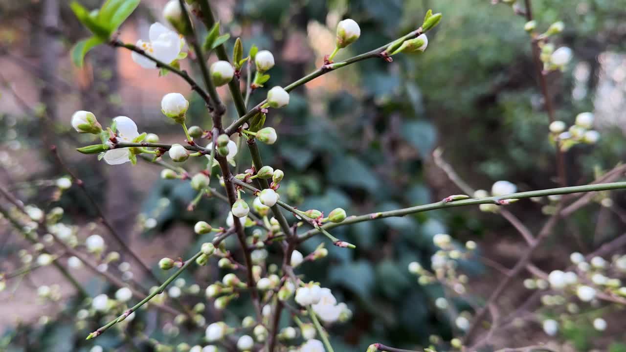 Tehran street landscape blooming tree with white cherry buds Springtime sakura scene Scenic urban walkway blending nature and design Tourist sightseeing Asia floral beauty in April vibrant landscape