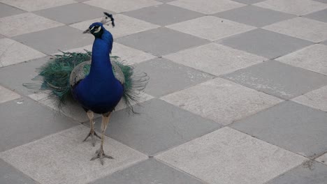 Pavo-Real-Caminando-De-Cerca