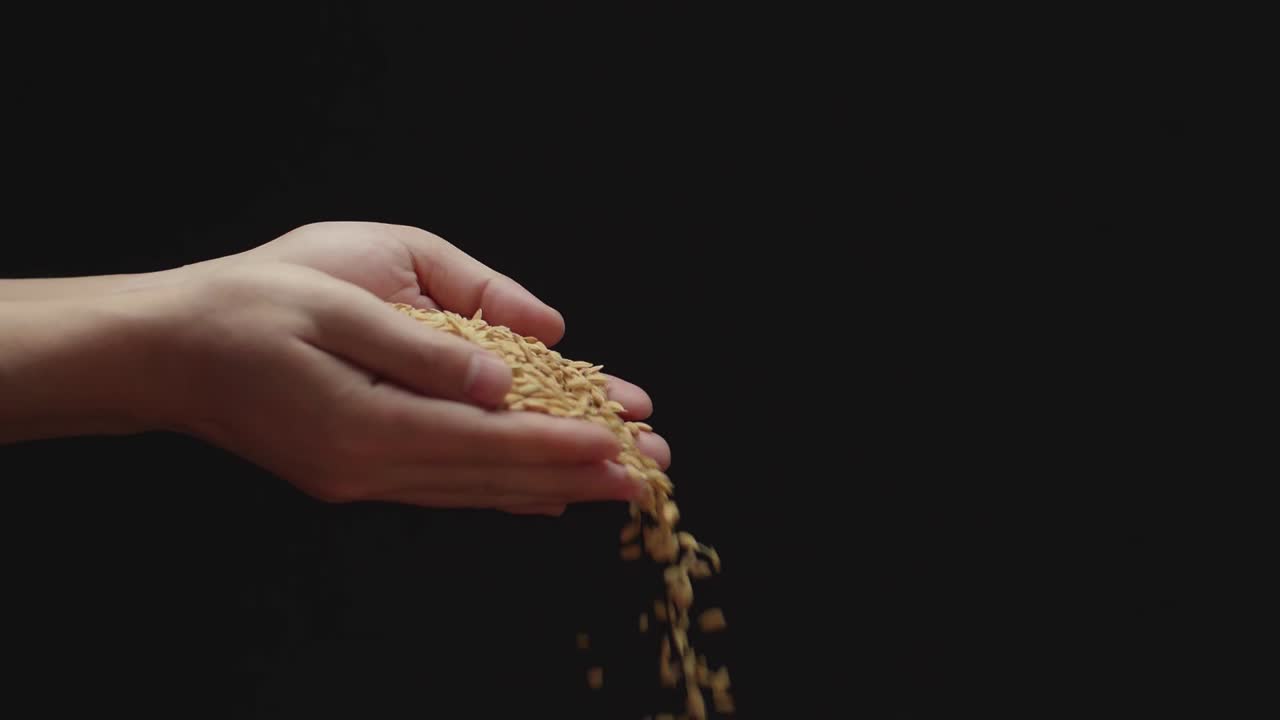 Someone Is Taking Rice Grains Pouring Slow Motion