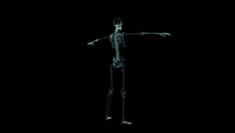 skeleton hologram wireframe. nice 3d animation on a black background with a seamless loop for futuristics projects