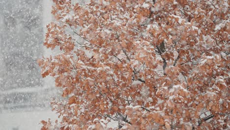 heavy first snow swirls slowly falling on dry oak tree leaves