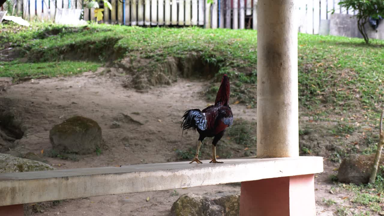 gallo curioso y confiado caminando, pavoneándose en un banco de madera de jardín