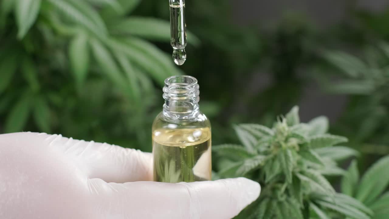 movimento lento di macro close up di goccia che dosi un olio di cbd farmaceutica a base di erbe di pianta di canapa biologica ed ecologica da un barattolo.