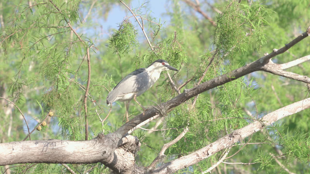 garza nocturna coronada negra en la rama de un árbol