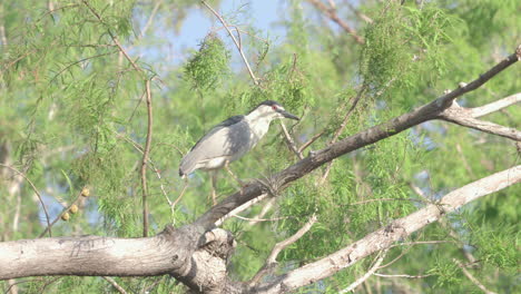 black crowned night heron on tree branch