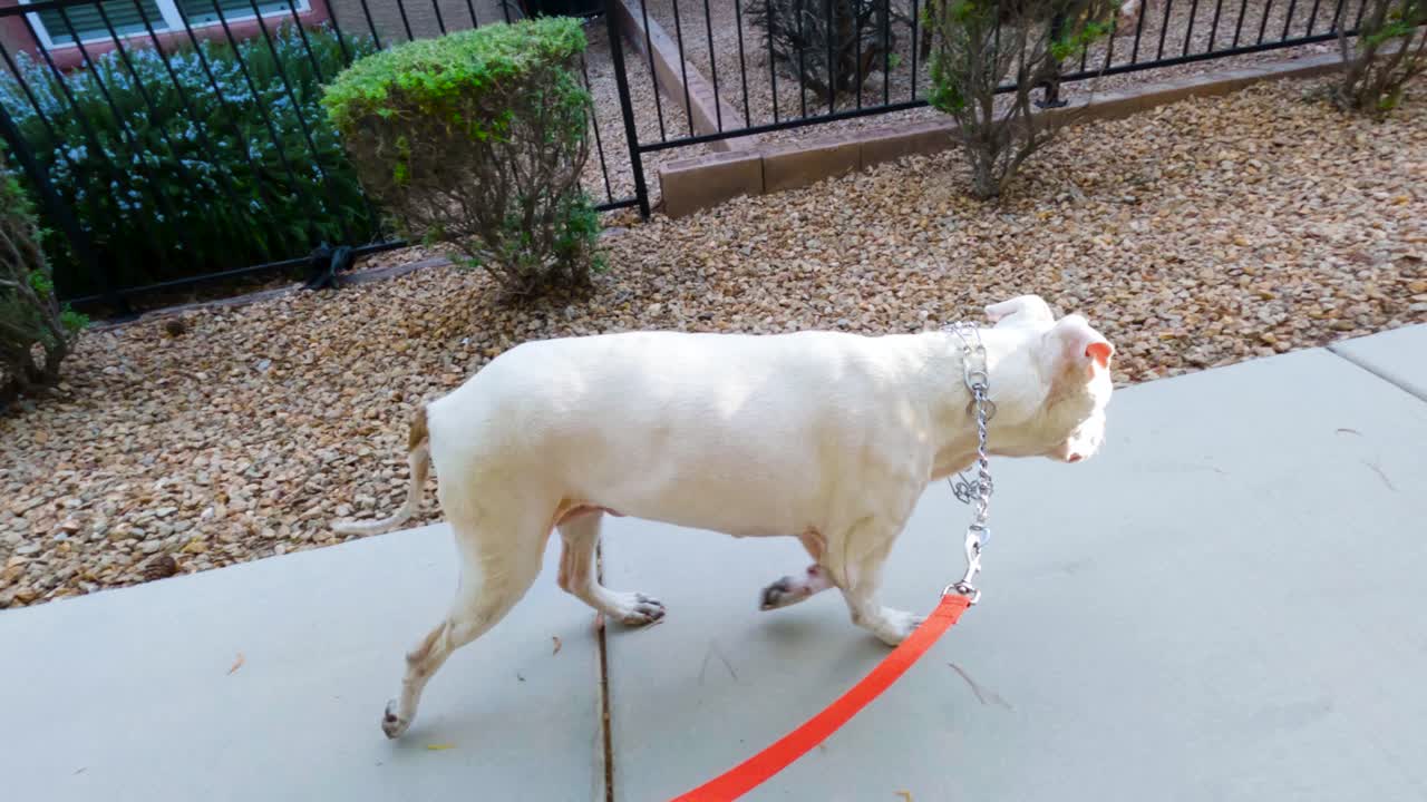 Dog sniffs around in the rocks slow motion