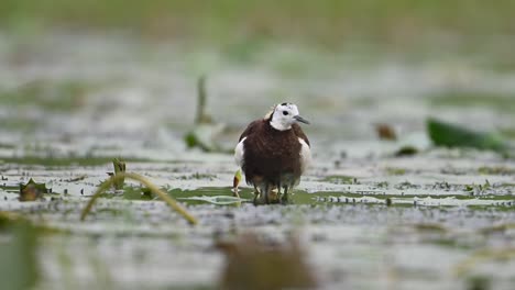 Jacana-De-Cola-De-Faisán-Que-Esconde-Polluelos-Debajo-De-Sus-Alas-Para-Salvarlos-De-La-Lluvia