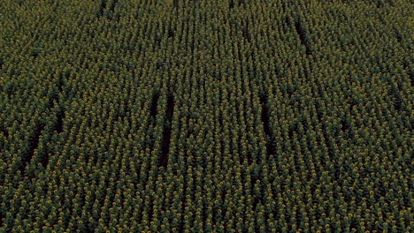 endless field with blooming sunflowers. aerial view video from copter. top view.