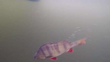 perch swimming around underwater footage