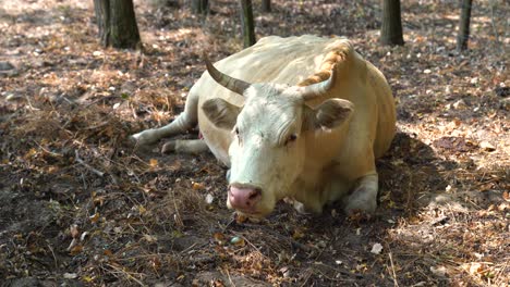 Hungarian-Variegated-cow-rests-in-shade,-chews-cud,-Bacs-Kiskun-County,-Hungary