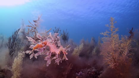 Dragón-De-Mar-Frondoso-Con-Huevos-4k-Cámara-Lenta-Sur-De-Australia