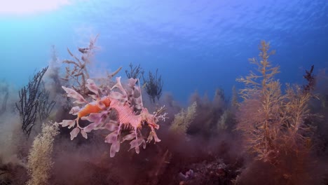 leafy sea dragon with eggs 4k slow motion south australia