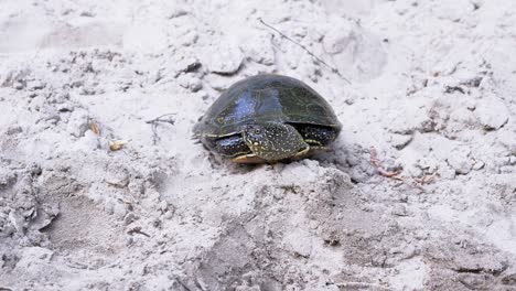 european river turtle sitting on wet dirty sand in coast. 4k. slow motion