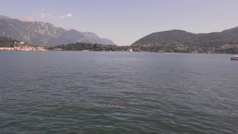 Patos-En-Un-Día-Soleado-De-Verano-En-Lago-Como