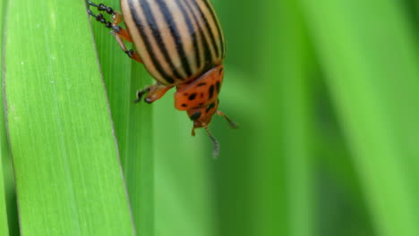 Macro-track-shot-of-climbing-Leptinotarsa-Decemlineata-in-green-plants-during-sunlight---Vibrant-nature-shot-of-Beetle-in-grass---Prores-4k-high-quality-uhd