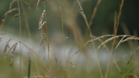 Traffic-pass-on-wet-road-viewed-through-tall-grass,-slow-motion