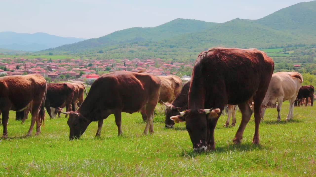 Cows in a field with a village and mountains in the back