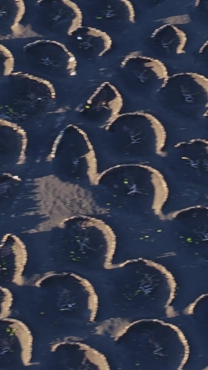 Vineyards in a volcanic landscape of Lanzarote, Spain