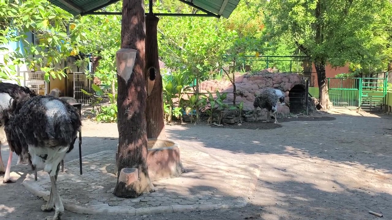 Strudse i et anlæg i en zoo