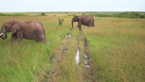 Two-Elephants-walking-in-the-wilderness-of-Kenya,-Africa