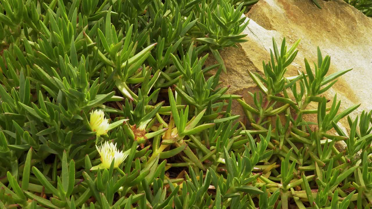 4k carpobrotus edulis 식물, 두 개의 노란색 꽃, 강가에 있는 aizoaceae과에 속하는 즙이 많은 식물