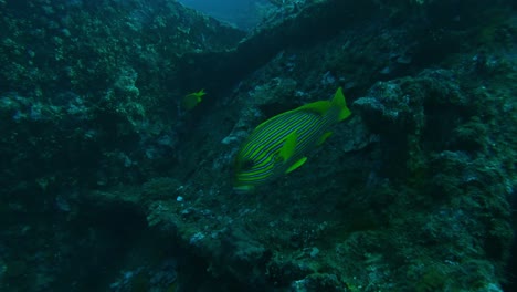 Gebänderte-Süßlippenfische-über-Korallen,-Unterwasser-Superzeitlupe