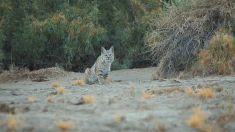 Lince-Salvaje-O-Lince-Rufus-Mirando-A-Su-Alrededor-Y-Sale-Corriendo