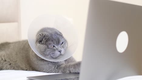 cat with e-collar working on a laptop