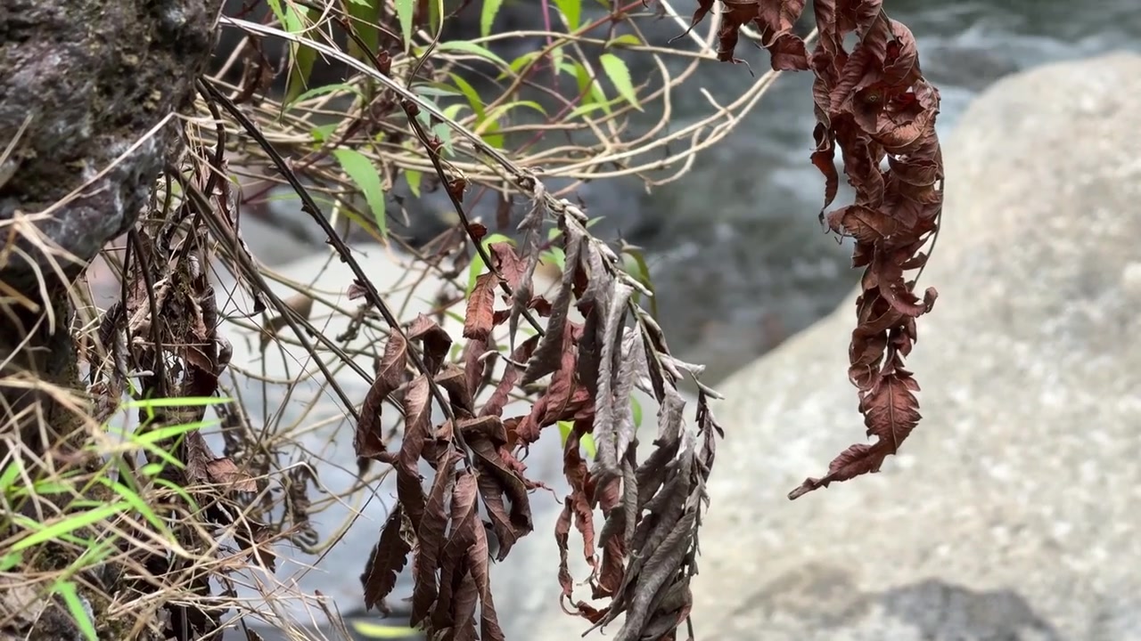 Folhas secas marrons pendendo sobre um rio corrente.