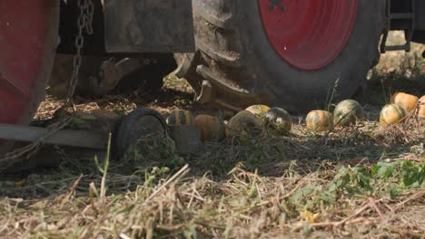 Tractor-Wheel-Amidst-Fresh-Pumpkins-on-a-Farmland-Patch,-Ready-for-Collection