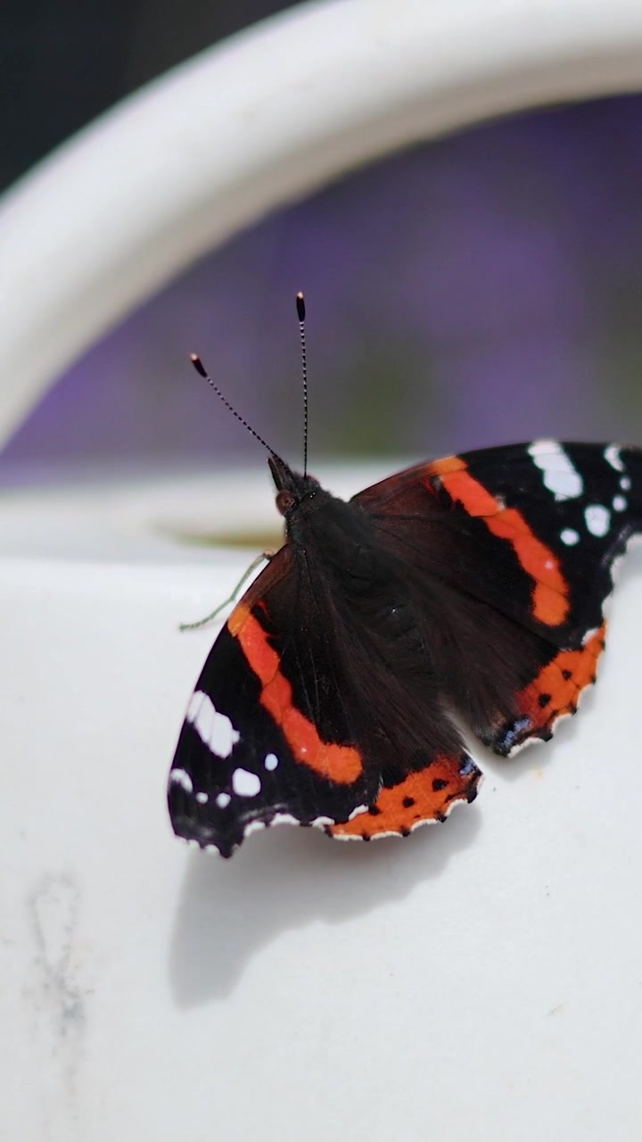 Una vivace farfalla Vanessa atalanta si posa con le ali aperte sul manico di un annaffiatoio bianco