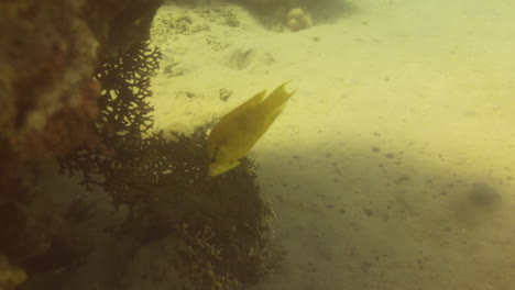 Napoleón-De-Mandíbula-En-El-Arrecife-De-Coral-Del-Mar-Rojo,-Preparándose-Para-Cazar-Una-Comida-Y-Agrandando-Su-Mandíbula-4k