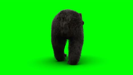 el oso de pie. una animación realista en pantalla verde.