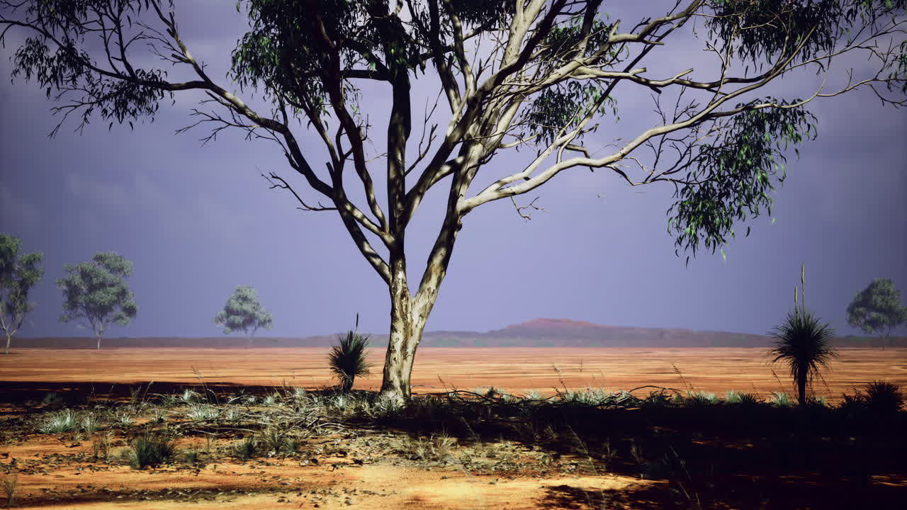 Majestic tree stands alone in the vast australian outback under a brooding sky