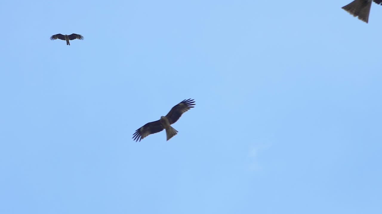 muchas cometas negras y halcones volando en el cielo azul