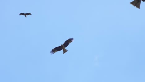 many black kites and hawks flying in blue sky