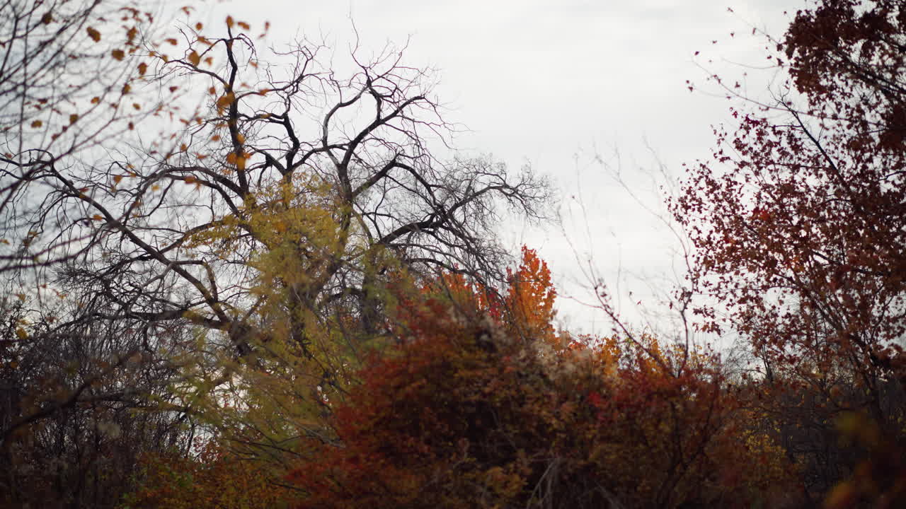 parque de otoño vibrante lleno de follaje dorado, vegetación exuberante y arbustos de bayas rojas, creando un pintoresco paisaje estacional, los árboles muestran tonos cálidos, destacando la transición de la naturaleza