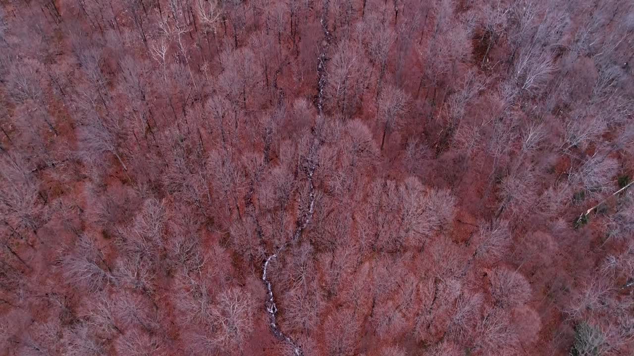 숲을 통과하는 작은 강