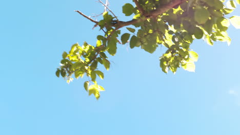 blue sky with trees