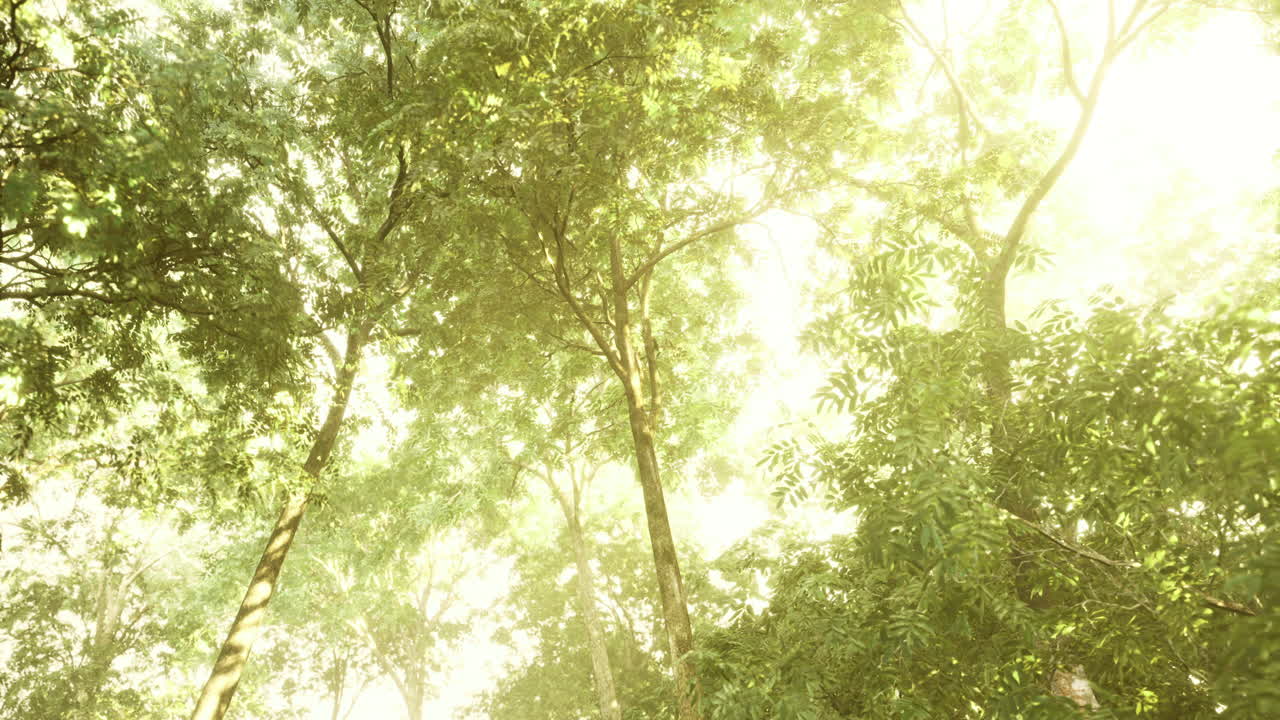 Light filters through lush trees in a serene forest during golden hour