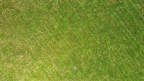 an ascending aerial view of a green field, on a sunny day