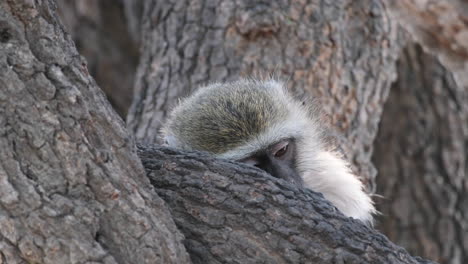 young vervet monkey resting behind large tree trunks in southern africa