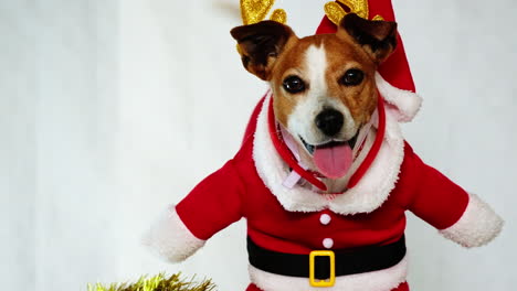 cute jack russell puppy in santa costume wagging its tail ready for festivities